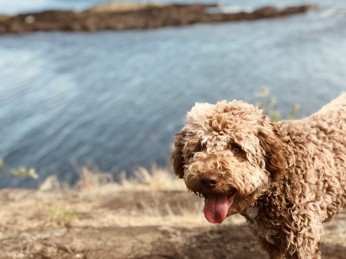 Lagotto Romagnolo castanho perto da água