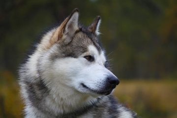 malamute do alasca