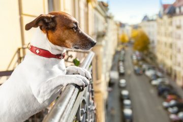 Cachorro na varanda de um apartamento