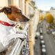 Cachorro na varanda de um apartamento