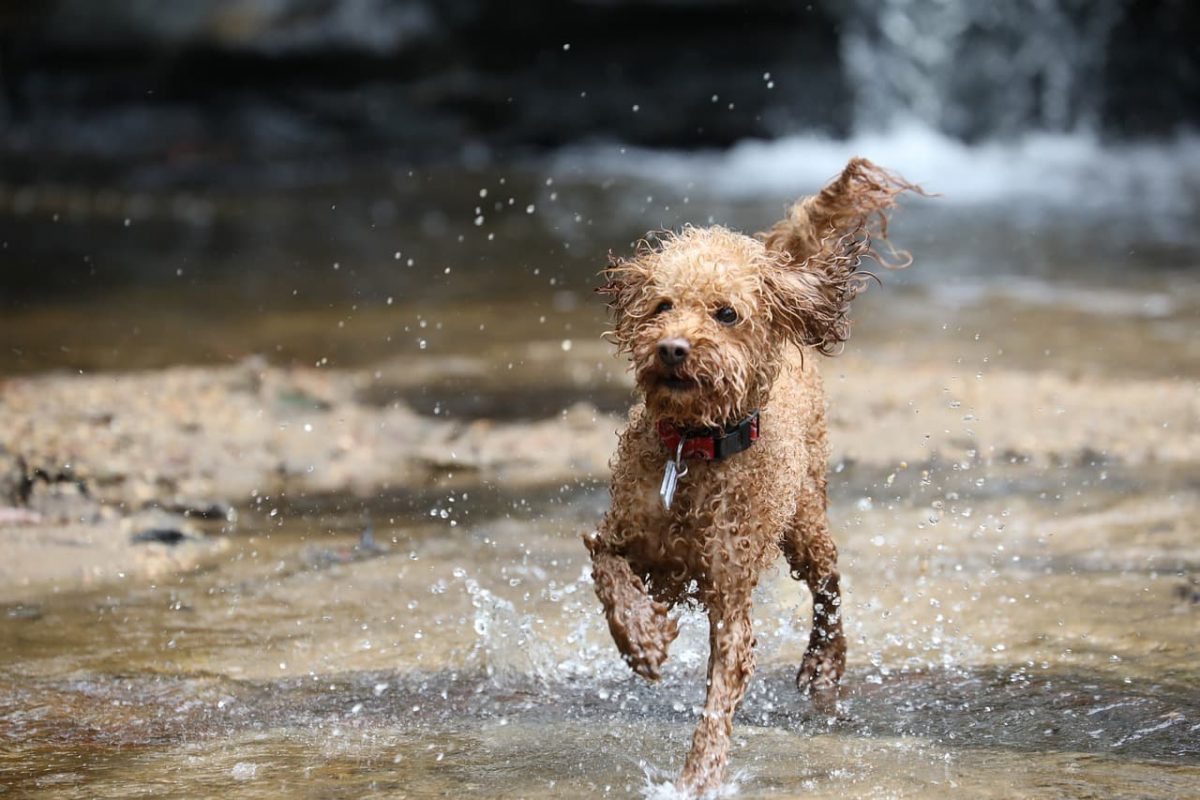 poodle-toy-cachoeira