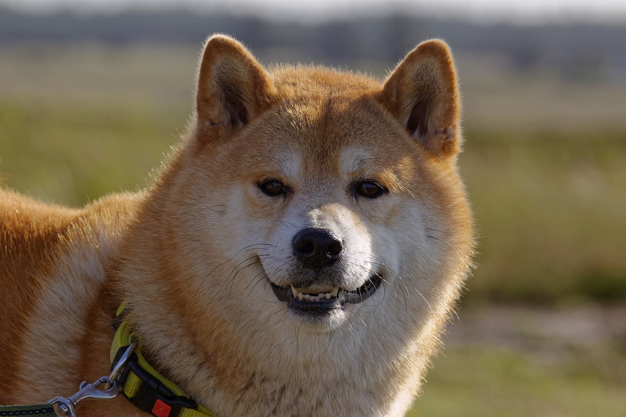 Shiba Inu de coleira.