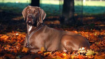 weimaraner-cinza-deitado