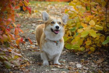 Welsh corgi na floresta