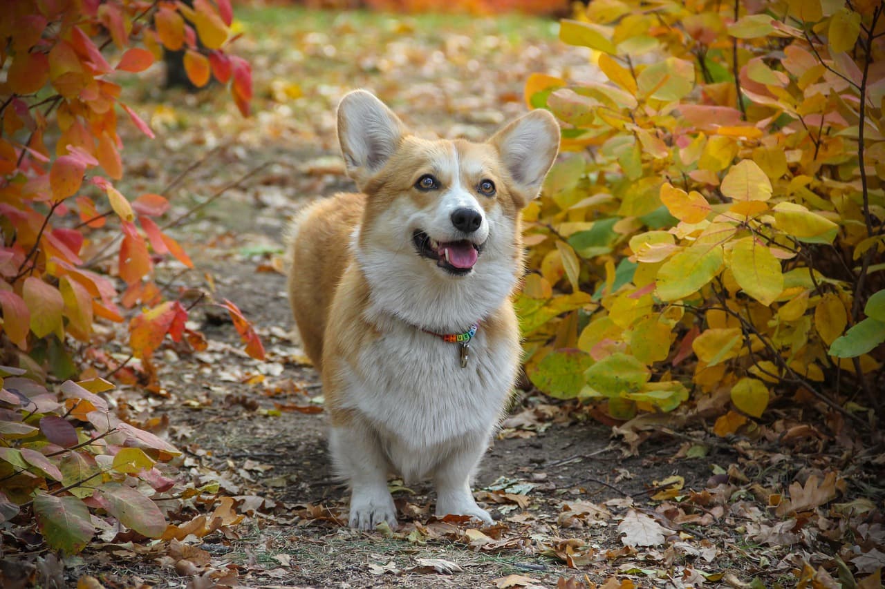 Welsh corgi na floresta