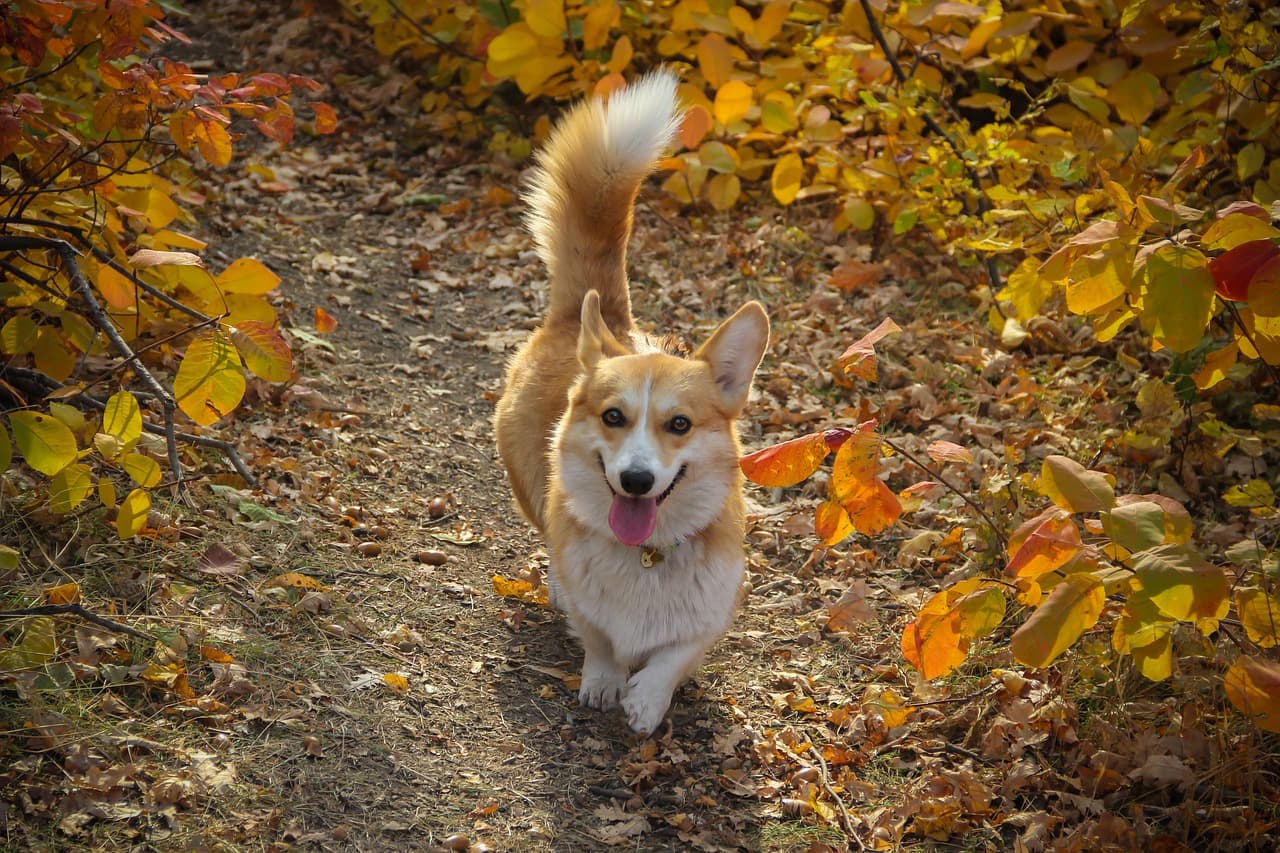 Welsh corgi de frente