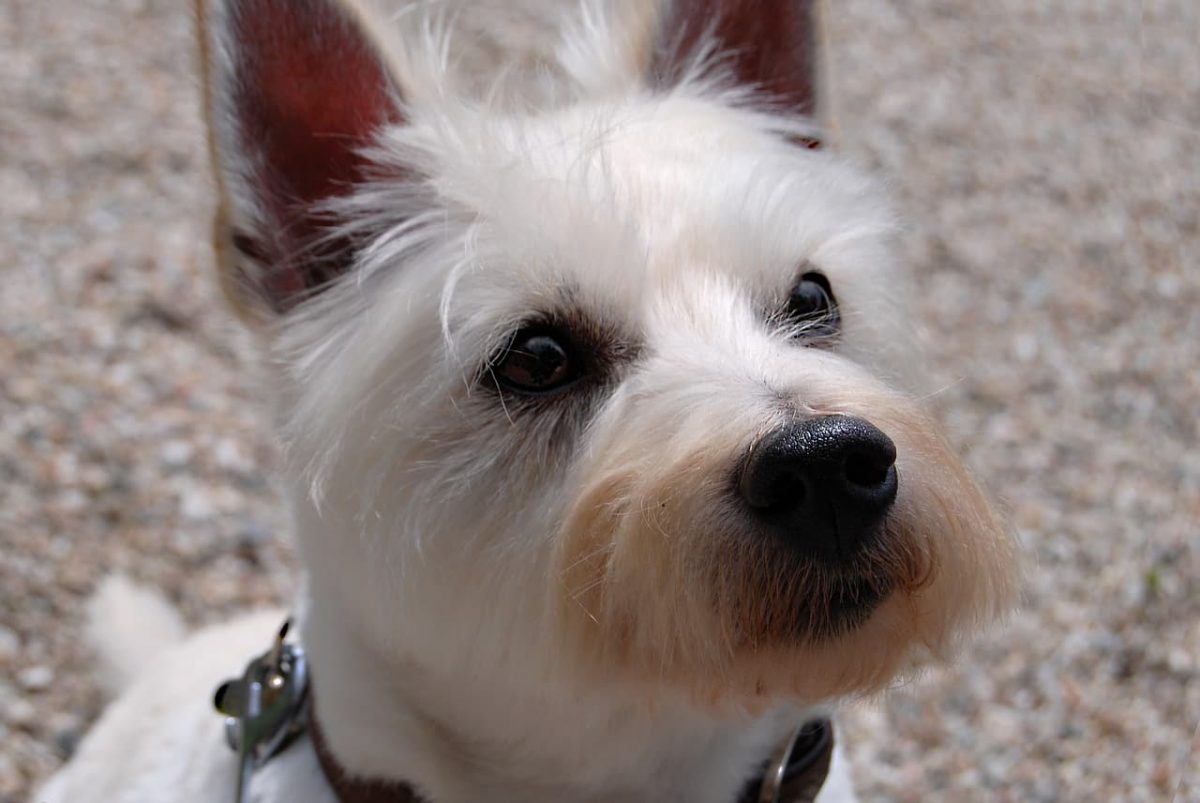 West Highland White Terrier cabeça