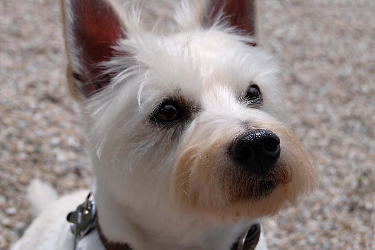 West Highland White Terrier cabeça