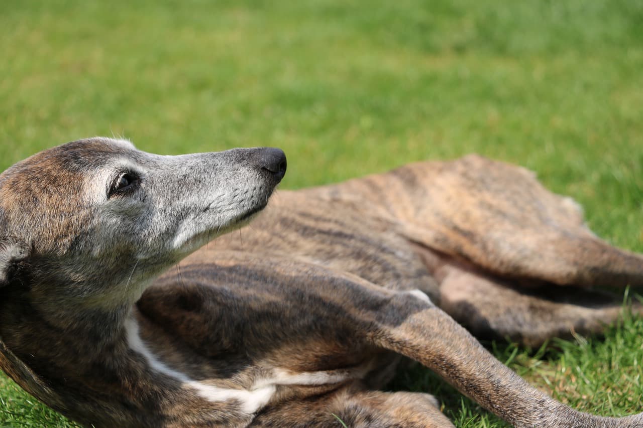 Whippet deitado na grama.