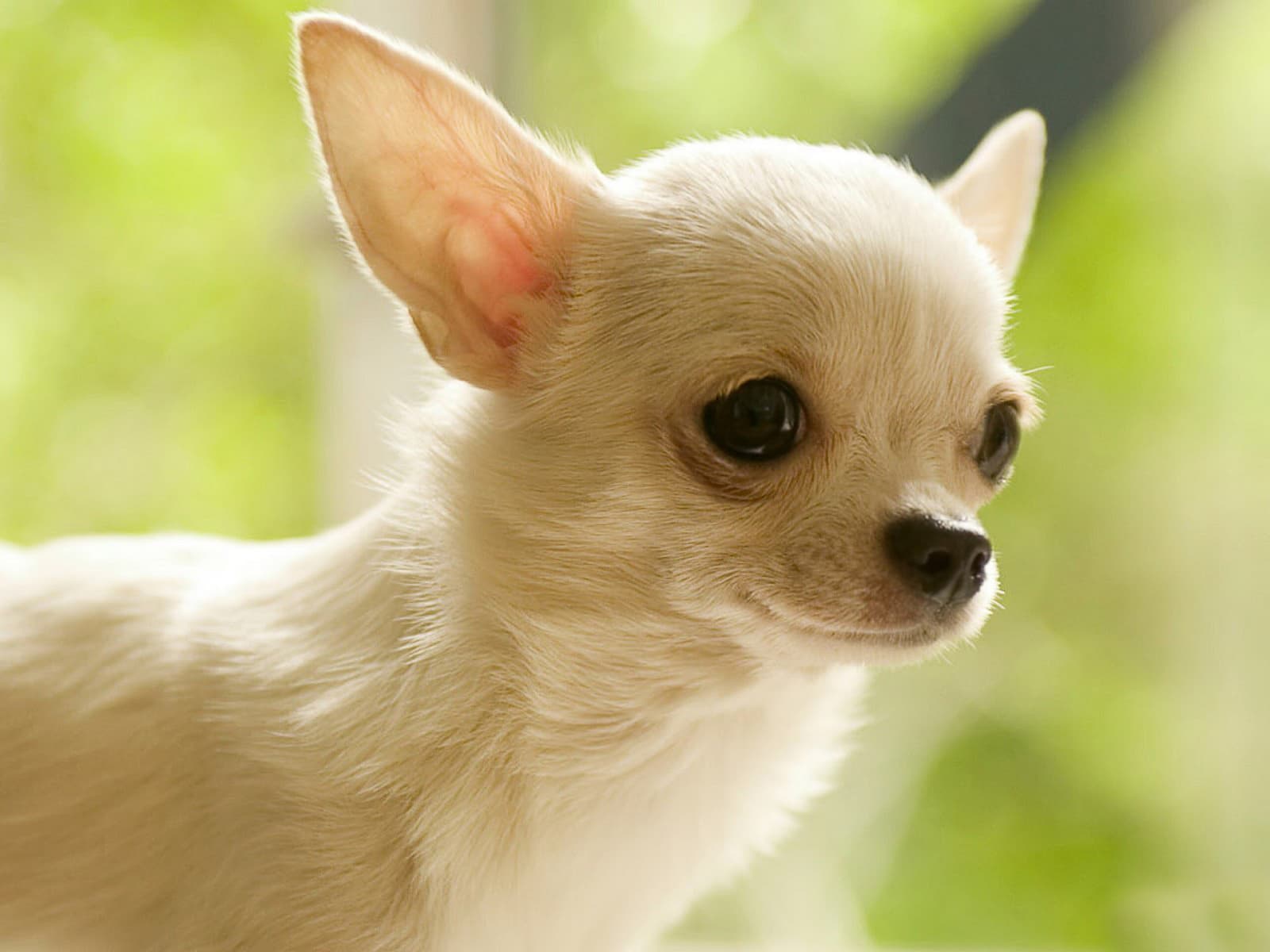 Chihuahua