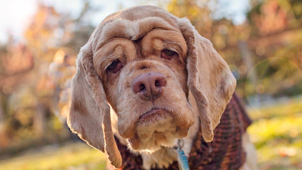 Rosto de um cachorro velho marrom