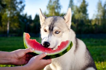 Cachorro Husky Siberiano comendo melancia