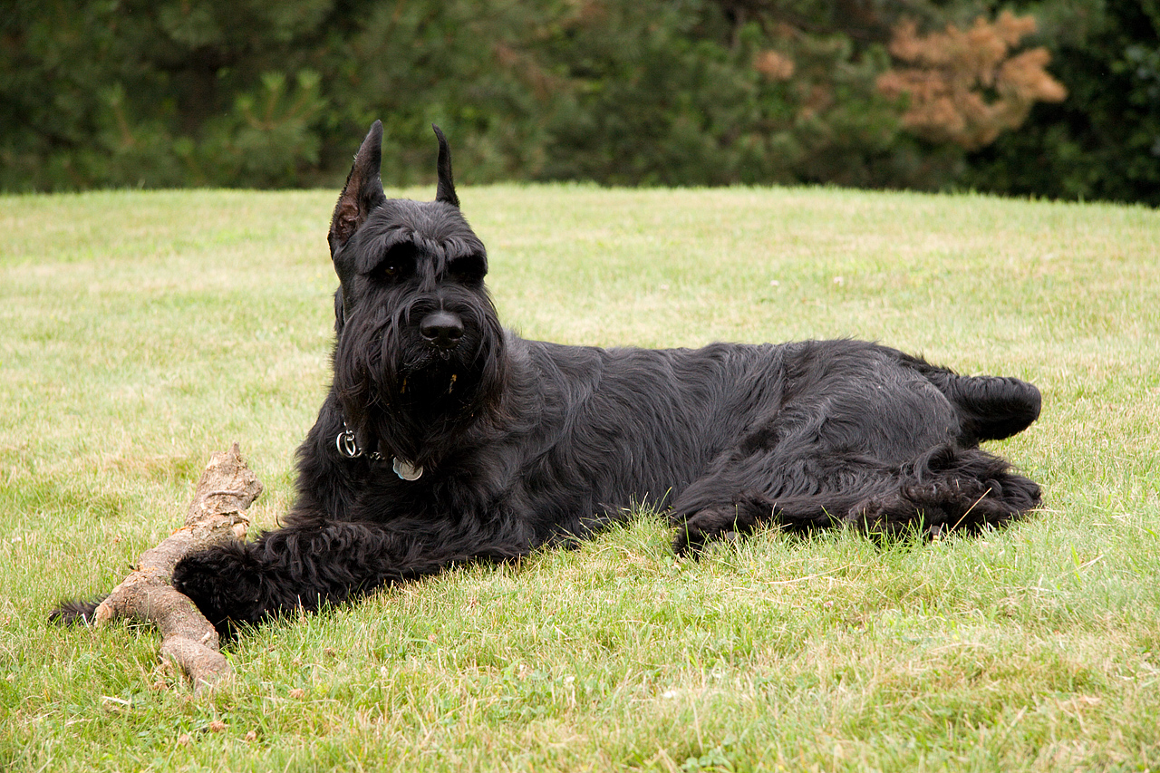 Schnauzer gigante