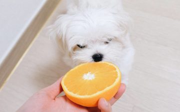 Cachorro branco comendo laranja
