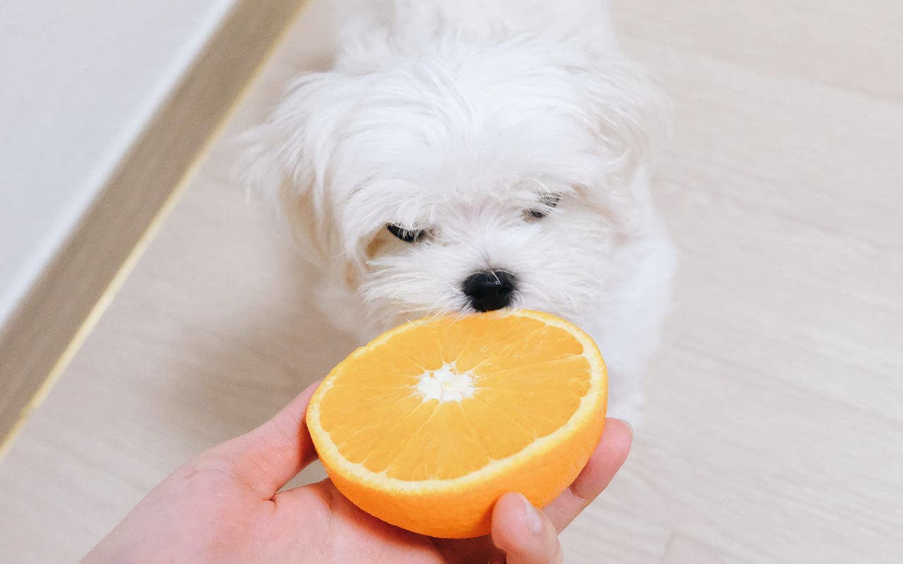 Cachorro pode comer laranja? - Adoro Pets
