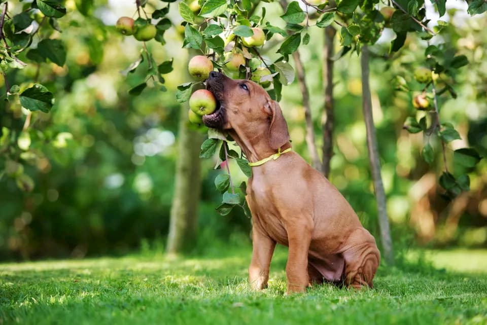 Cachorro comendo maçã em uma árvore