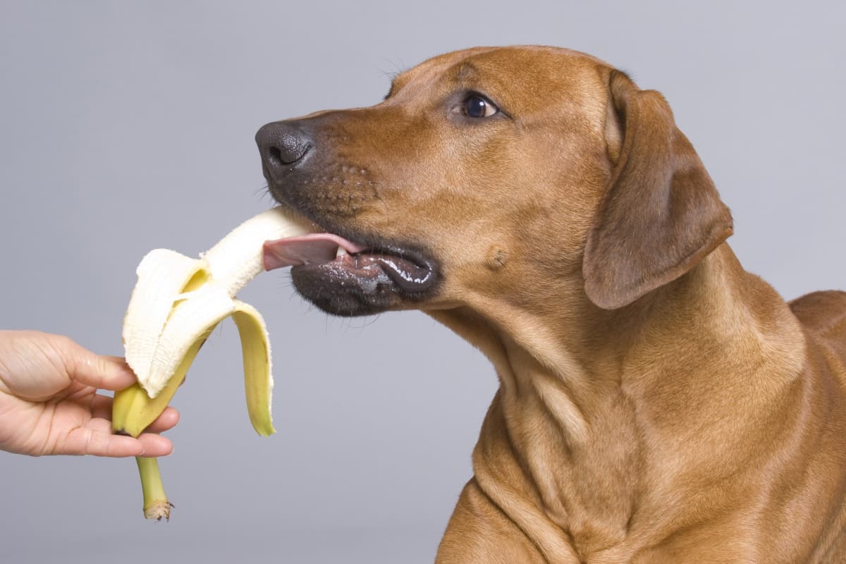 Cachorro comendo banana