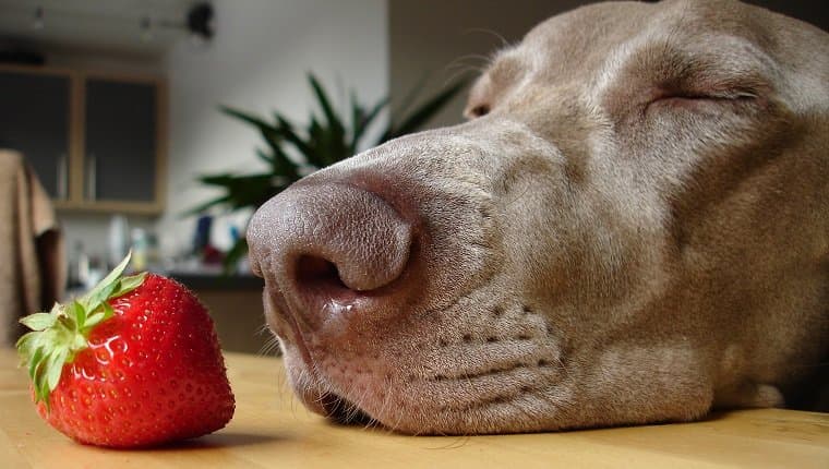 Cachorro cheirando morango na mesa
