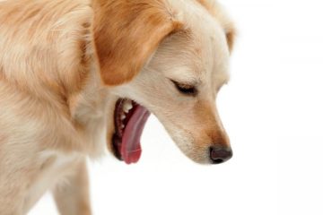 Labrador vomitando