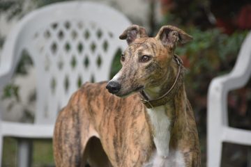 Greyhound olhando para o lado.