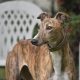 Greyhound olhando para o lado.