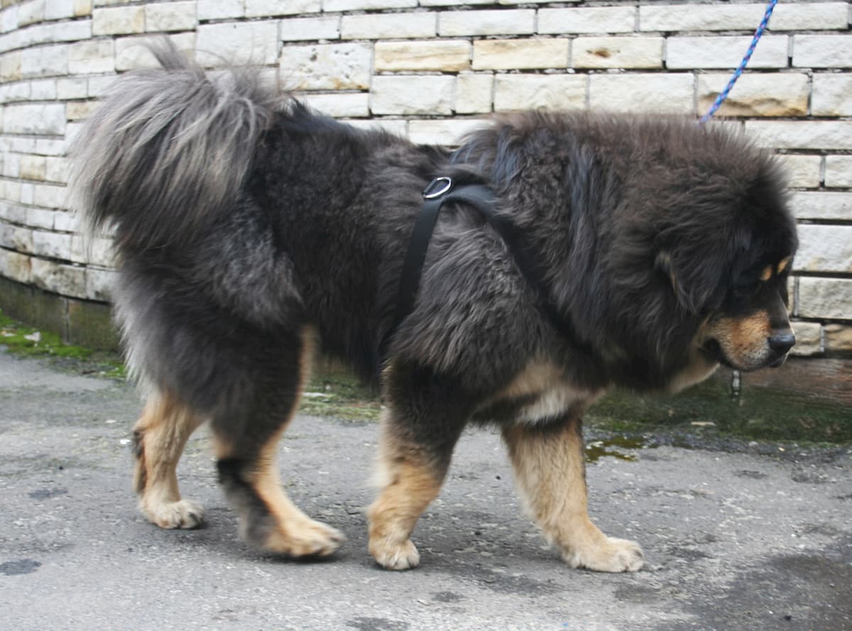 mastim tibetano preto