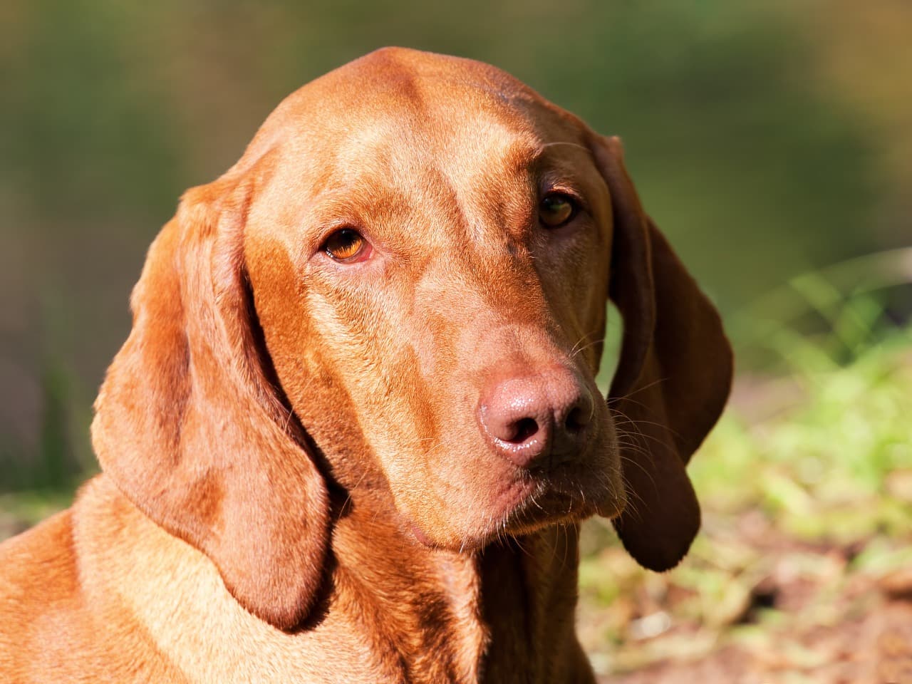 vizsla no sol