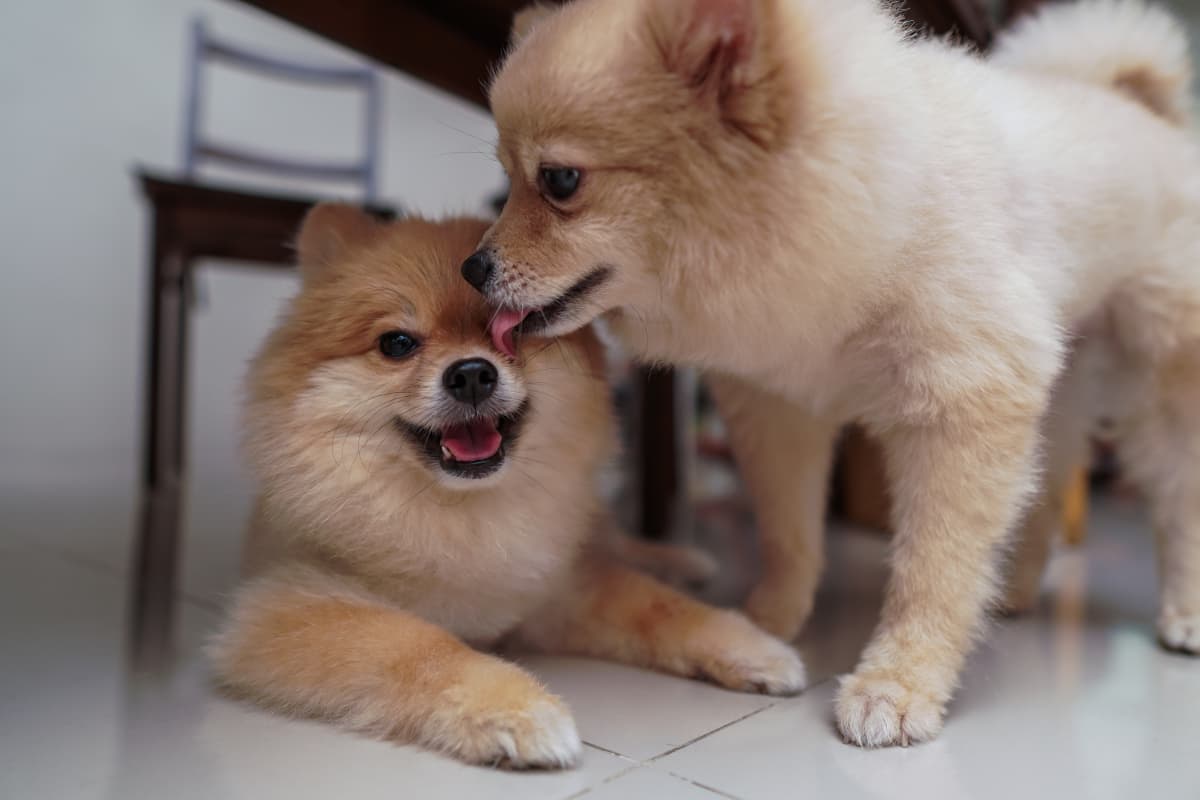 2 Lulu da Pomerânia deitados no chão da cozinha