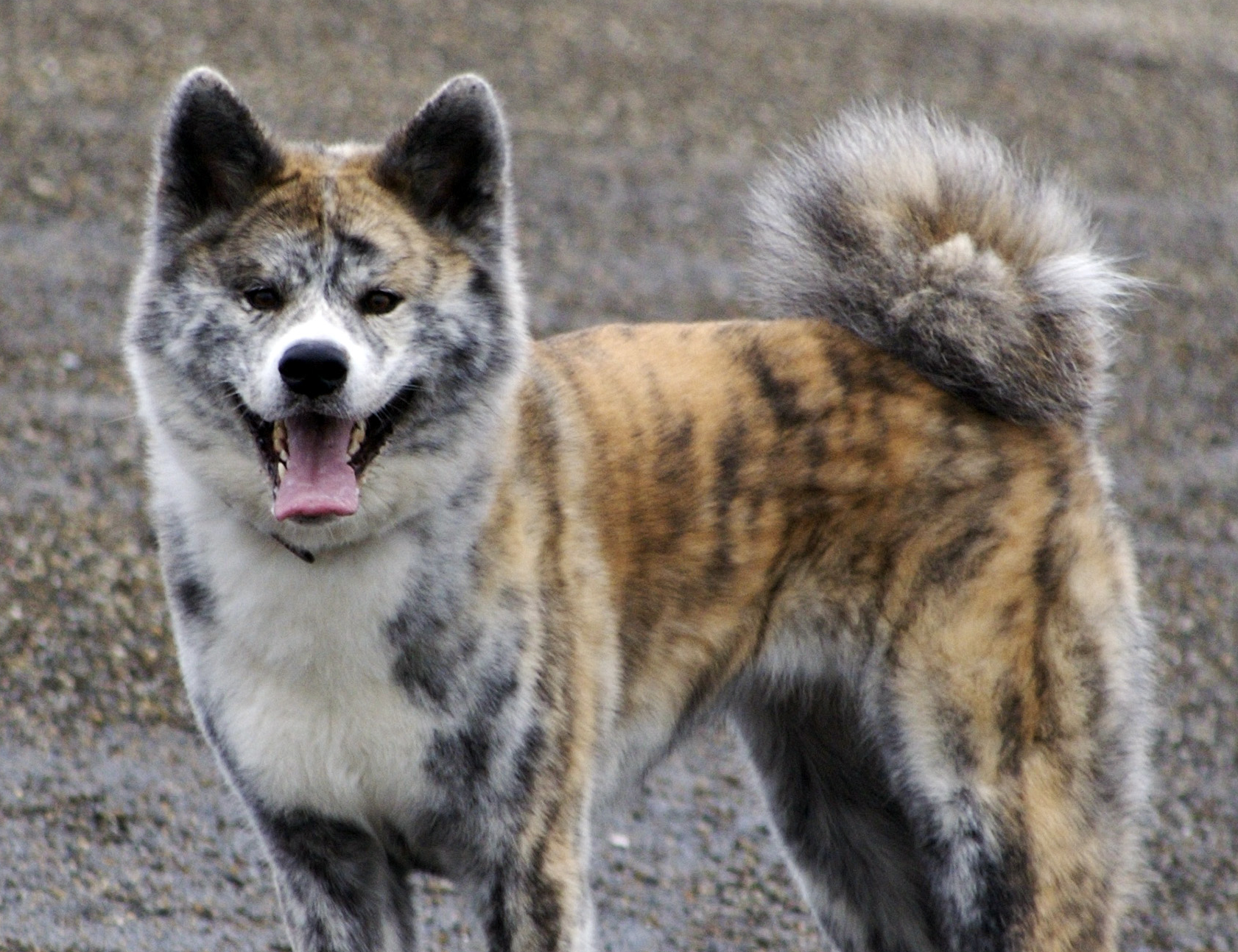 Akita Inu