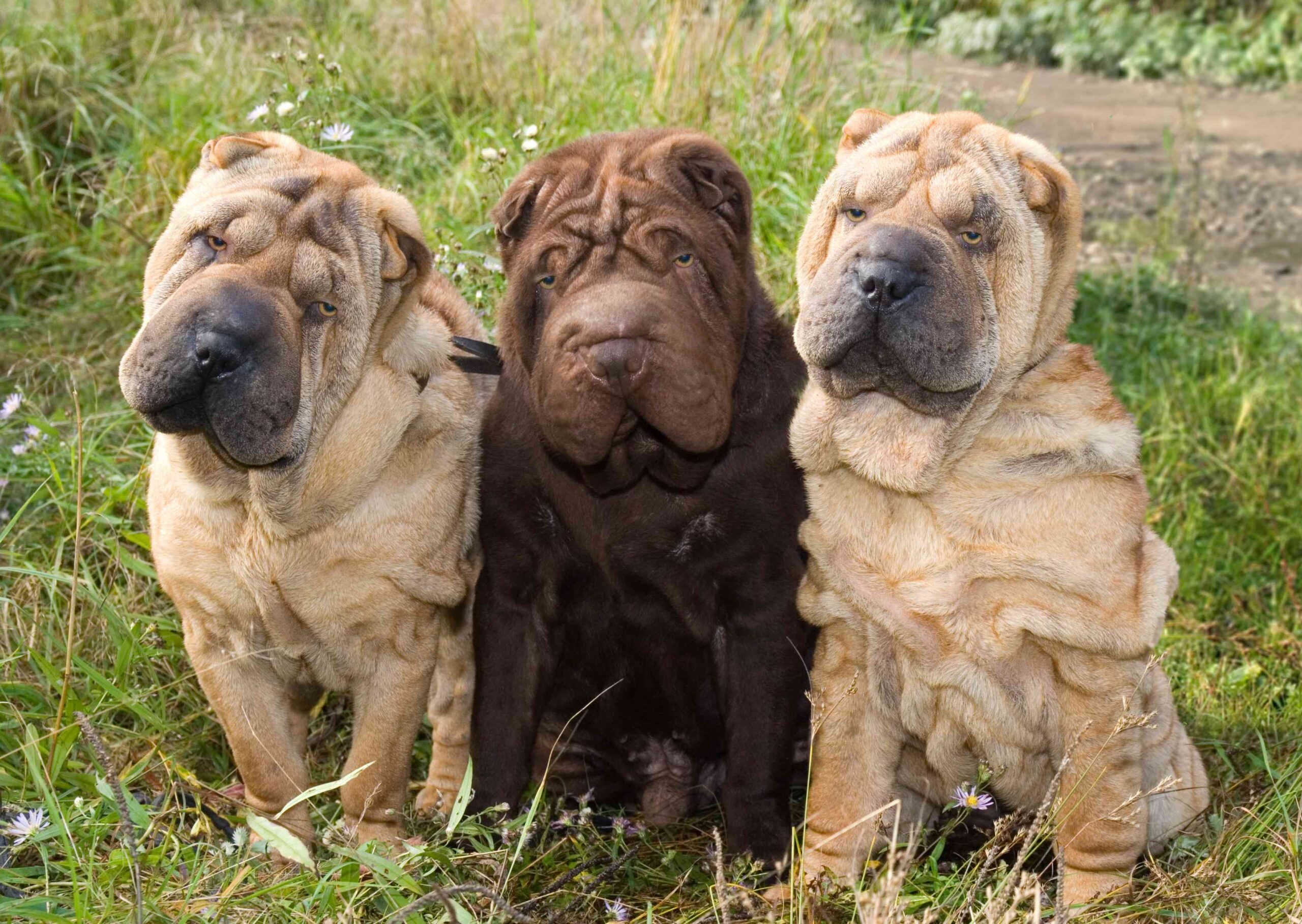 Shar-pei