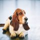 Basset Hound deitado no chão
