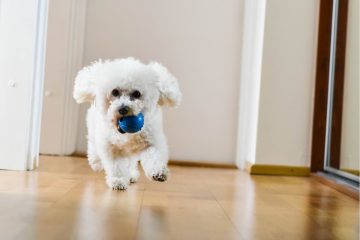 Bichon Frisé brincando com bolinha no apartamento