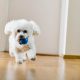 Bichon Frisé brincando com bolinha no apartamento