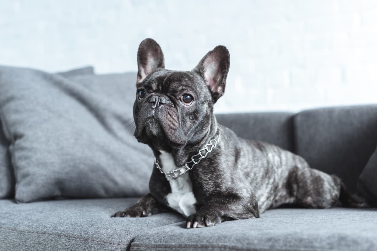 Bulldog Francês preto deitado no sofá cinza
