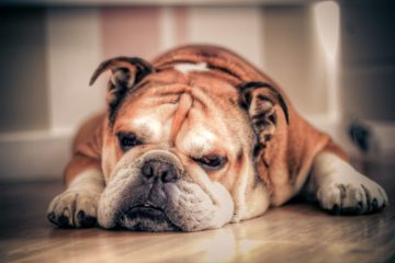 Bulldog Inglês deitado no chão do apartamento