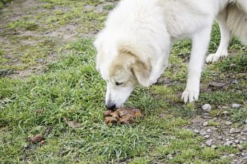 Cachorro comendo cocô