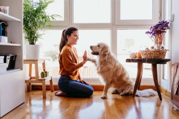 Golden Retriever em apartamento com mulher