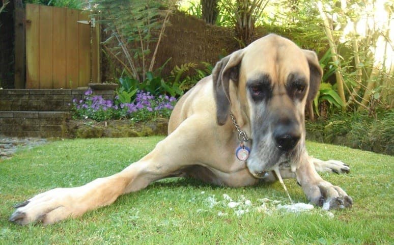 Cachorro vomitando espuma branca