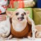 Chihuahua com cobertor