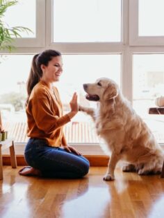 Golden Retriever em apartamento com mulher