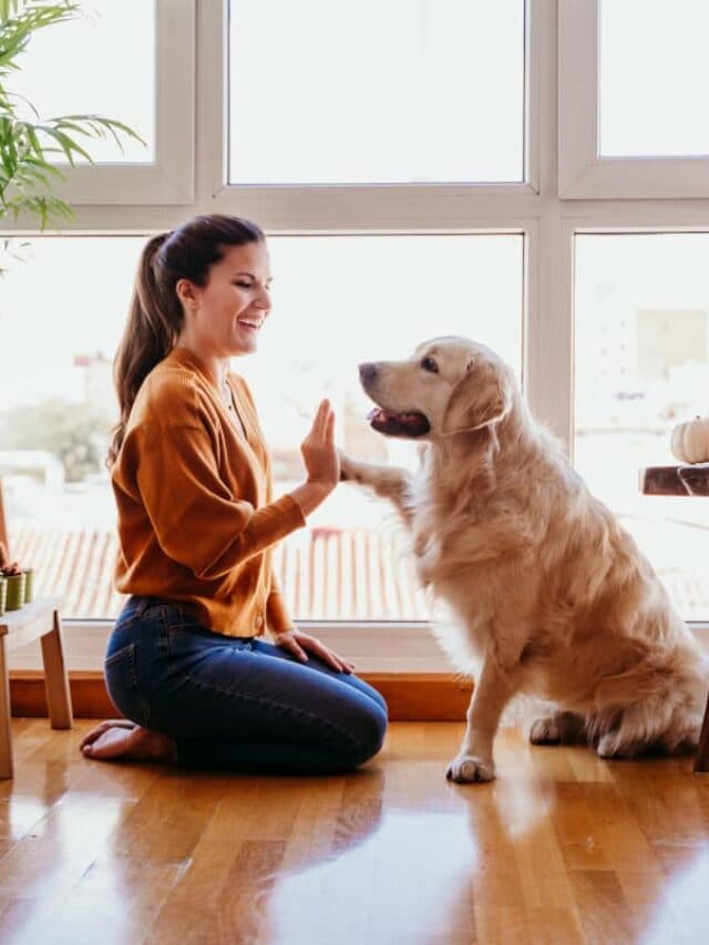 Descubra as 11 Melhores Rações para Manter seu Golden Retriever Saudável e Feliz