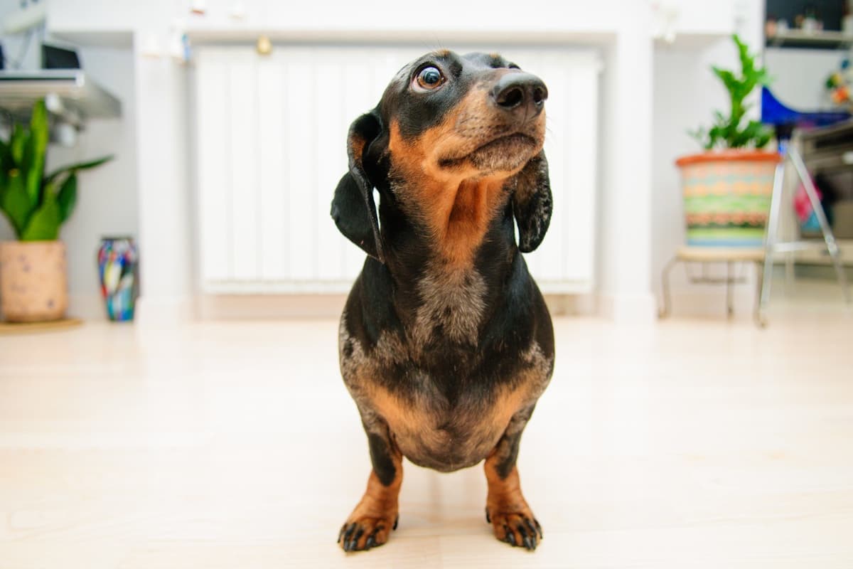 Dachshund em apartamento