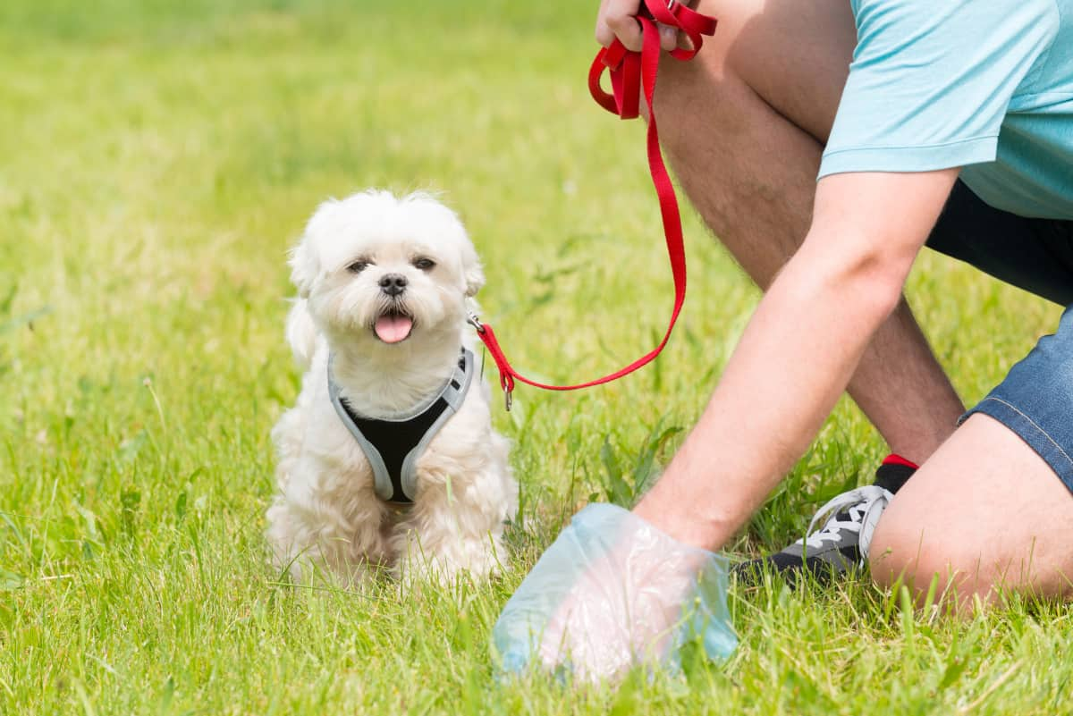 Homem limpando cocô de cachorro com sacola plástica