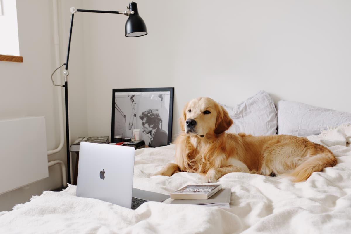 Labrador deitado na cama com computador