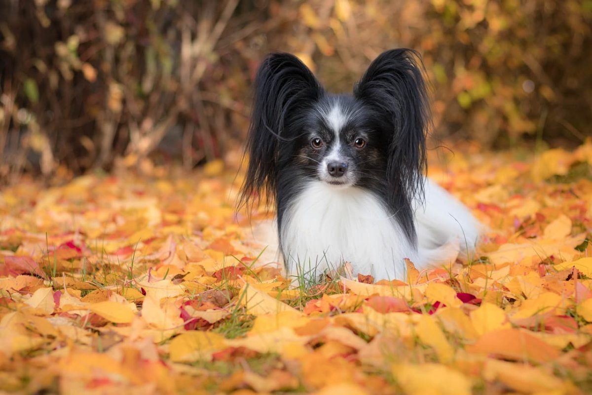 papillon sentado nas folhas