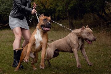 Dois cachorros fortes segurados pela coleira e uma mulher