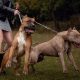 Dois cachorros fortes segurados pela coleira e uma mulher