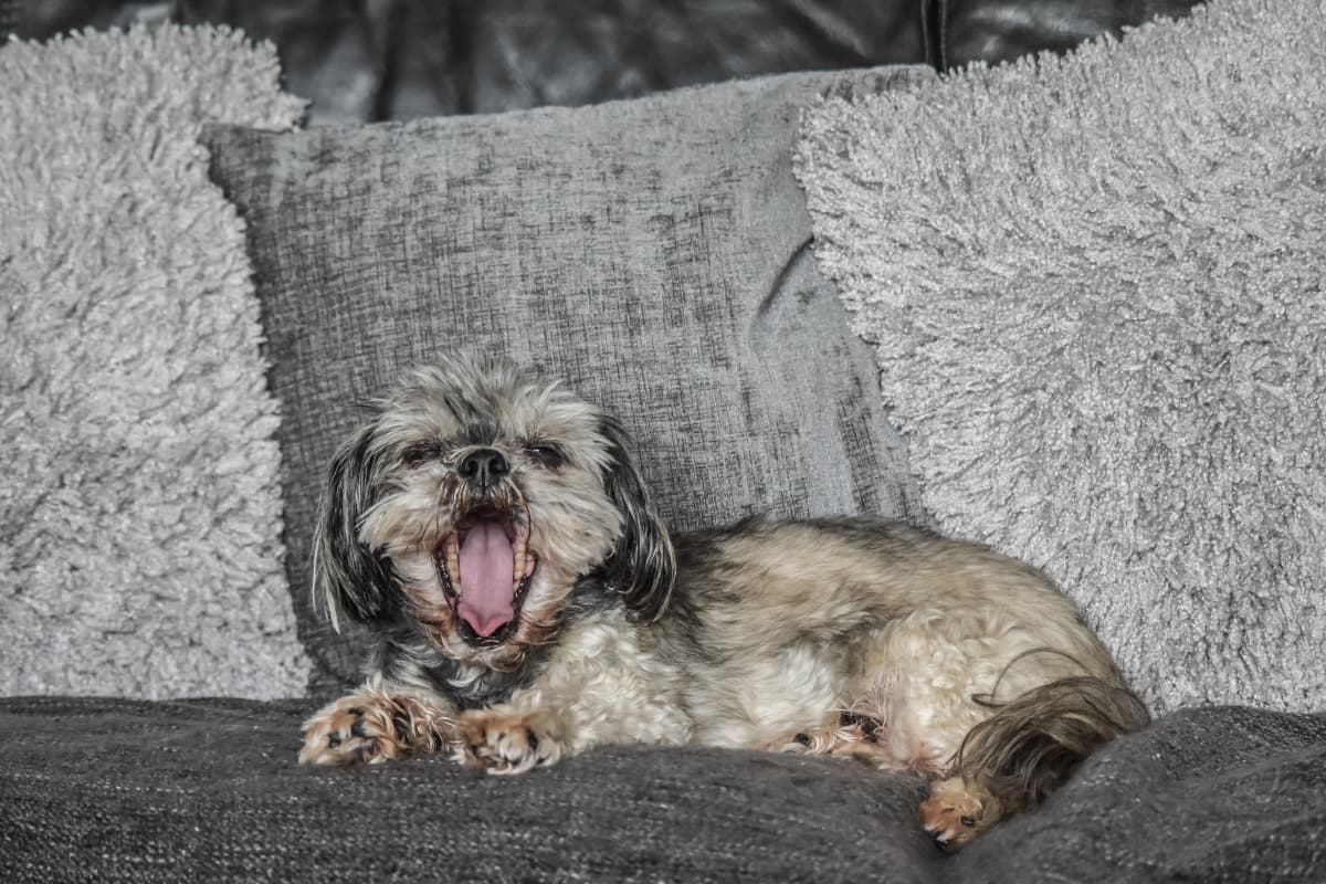 Shih Tzu cinza deitado no sofá do apartamento