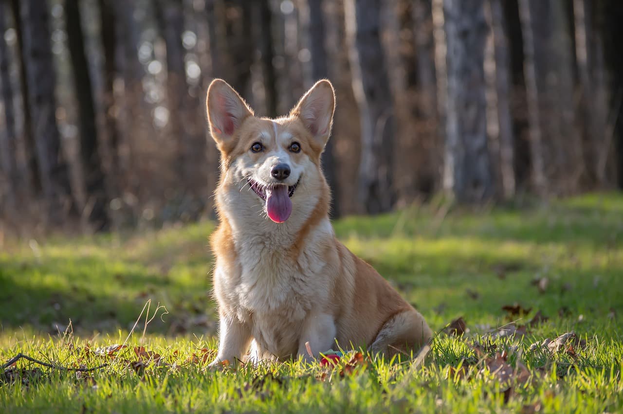 welsh corgi pembroke pelo claro