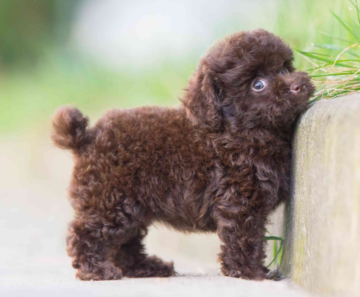 Poodle Toy